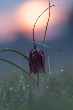 Die Schachblume