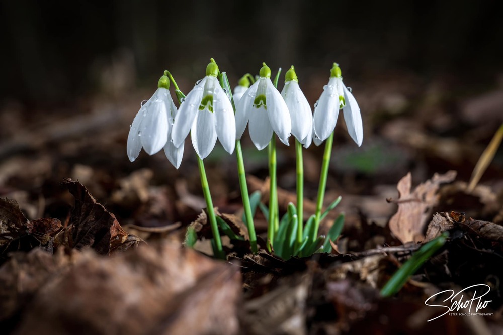 Der Frühling kommt