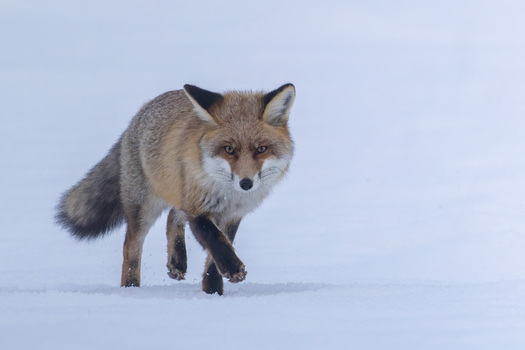 Rotfuchs im Winter