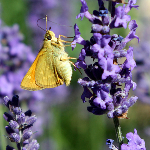 Schmetterling