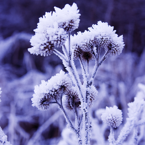 .:Eisblumen:.