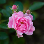 Roses