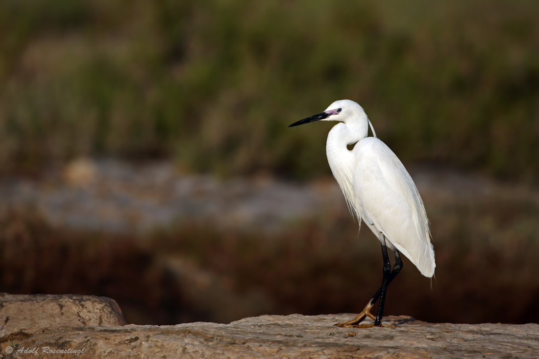 Seidenreiher (Egretta garzetta)