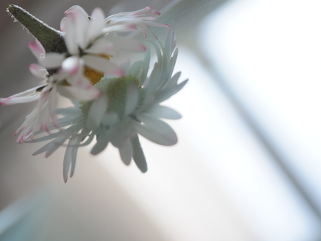 Pushing Daisies
