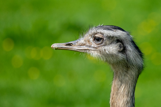 Nandu