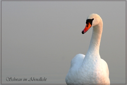 Schwan im Abendlicht