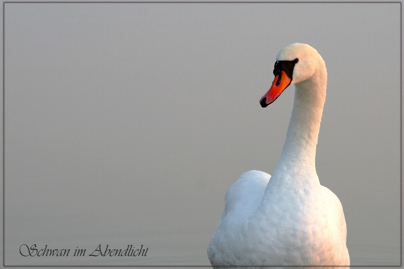 Schwan im Abendlicht