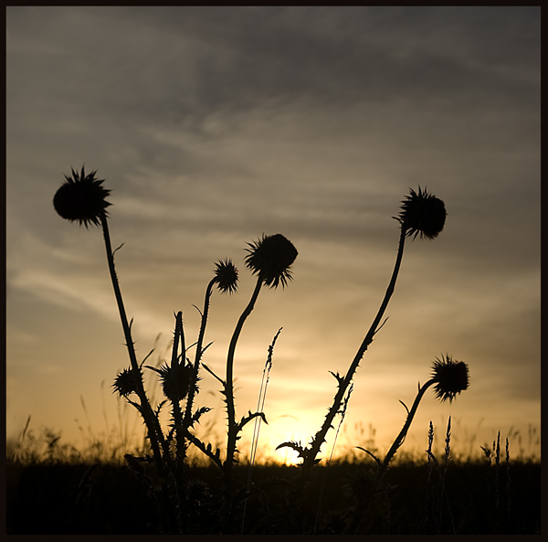 Abendstimmung