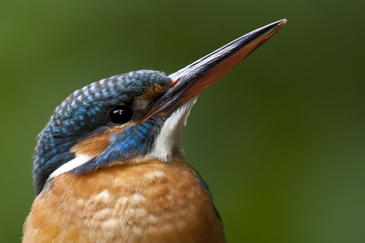 Eisvogelporträt