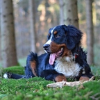 Mein Freund Athos.
