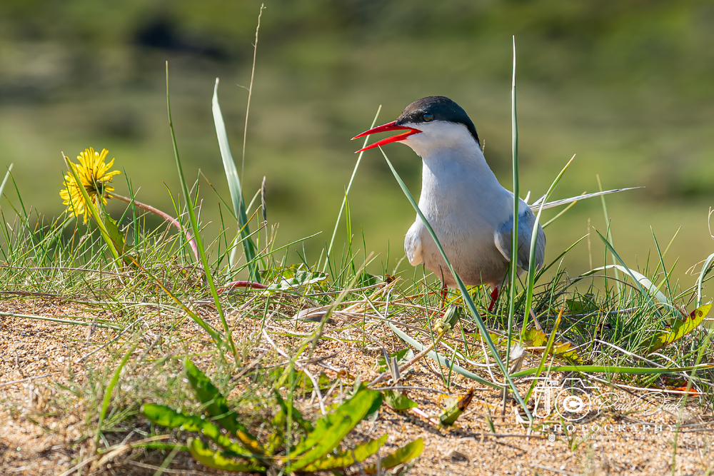 Seeschwalbe mit Nest (Ei)