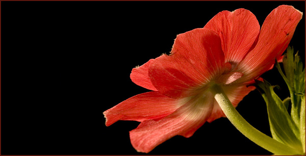 eine anemone