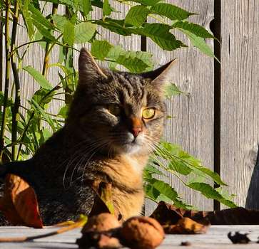 Herbstkatze
