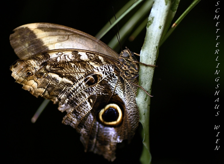 Caligo eurilochus