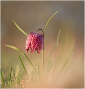 Schachbrettblume