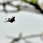 Der Flug der Elster