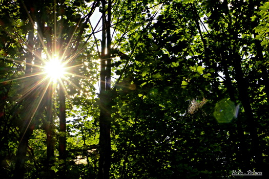 Sonne durch den Wald
