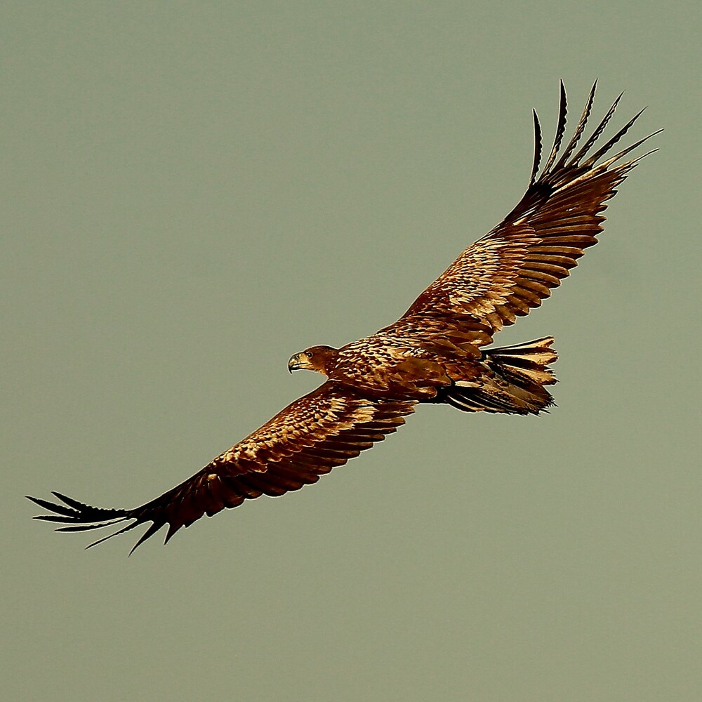 Seeadler