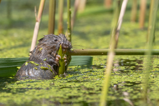 Schermaus bei der Schilfernte