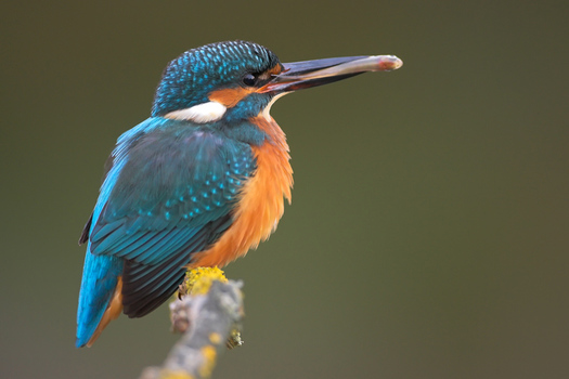 das blaue Juwel...IIII