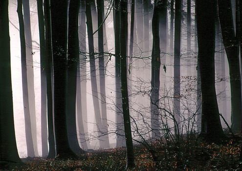 Morgennebel