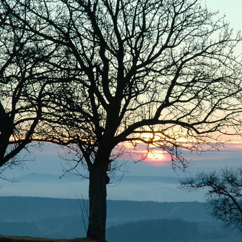 Morgestund hat Gold im Mund
