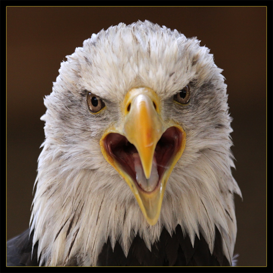 WK-Seeadler 'ZORRO'