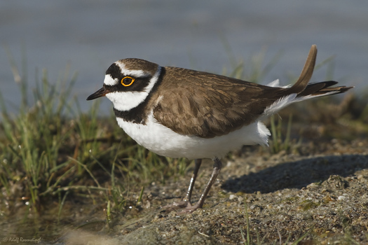 Flussregenpfeifer (Charadrius dubius)