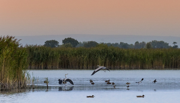 Abend im Seewinkel