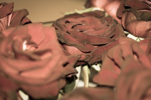 red roses