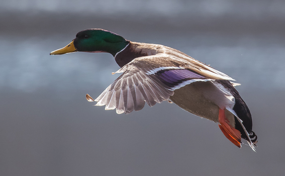 ... wieder eine Ente!