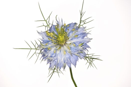 Nigella damascena (Jungfer im Grünen)