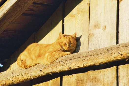 ICH MAG SONNE MIAU MIAU!!!