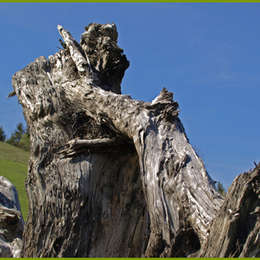 altes Holz