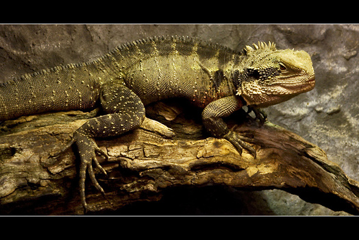 little dragon