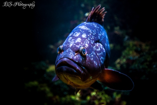 Fischi Fischi Fischiii