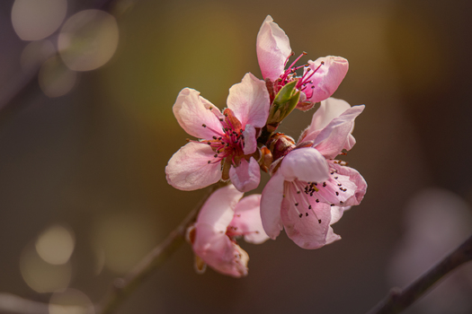 Marillen Blüte