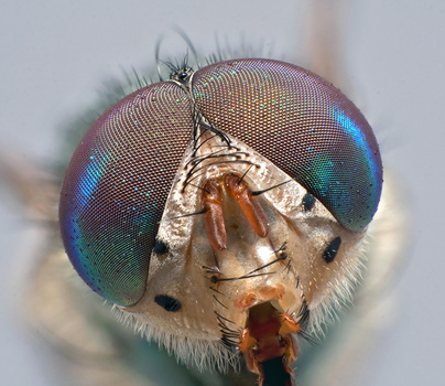 Fliege