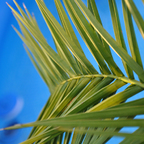 Palmenstimmung