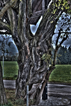 Baum