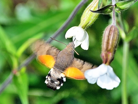 Der Kolibri unter den Insekten