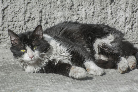 Straßenkater