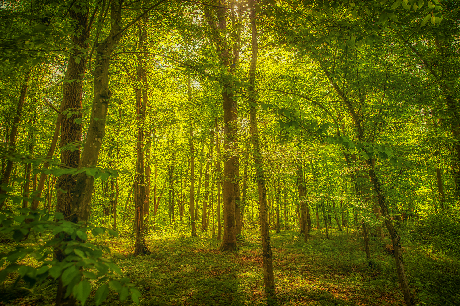 I glaub i steh' im Wald