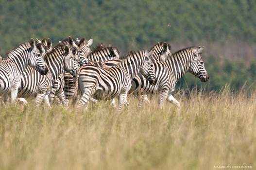 Afrika #5 - Zebras