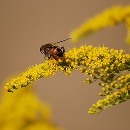 bee