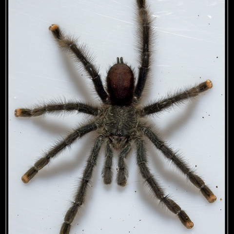 Avicularis metallica