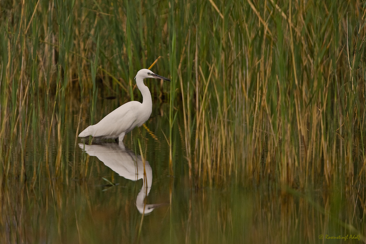 Seidenreiher (Egretta garzetta)