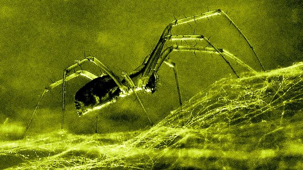 Alien Spider