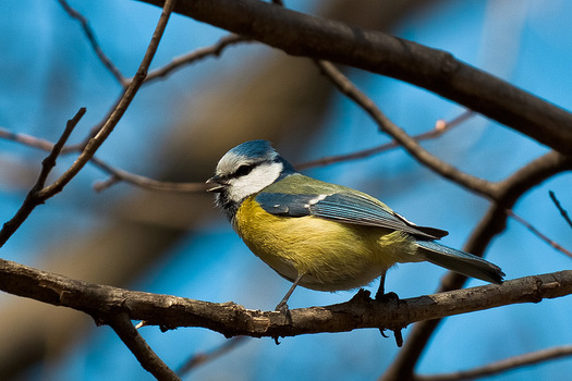 Frühling wirds