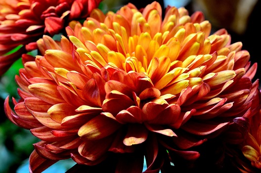 Chrysantheme
